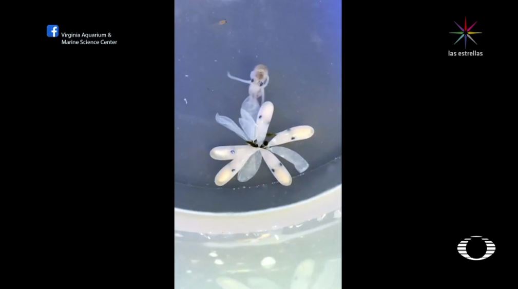 video nacimiento pulpo acuario virginia se hace viral