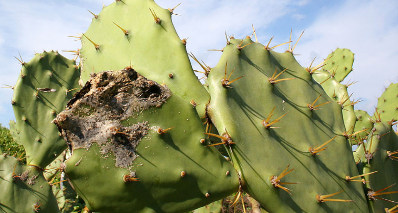 Heladas afectan cultivos de nopal en Zacatecas; suben precios hortalizas