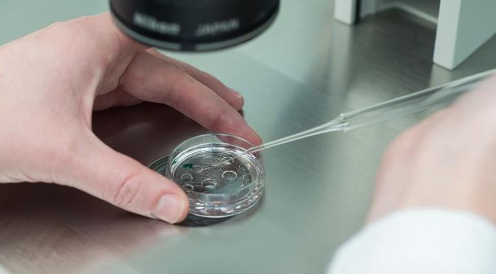 Científicos británicos desarrollan óvulos humanos en laboratorio por primera vez