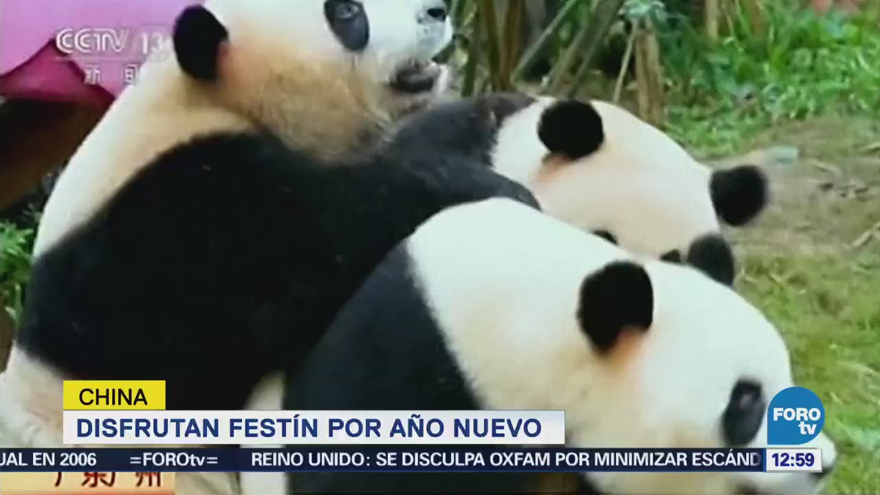 Pandas disfrutan festín por año nuevo chino