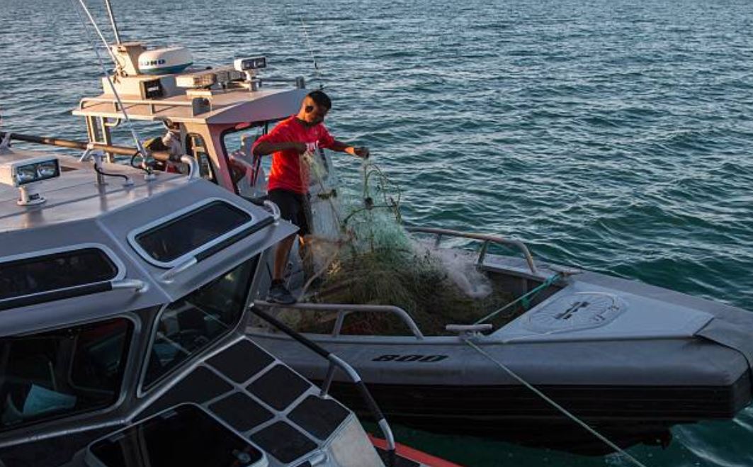 En riesgo, pescadores y vaquina marina por tráfico de totoaba