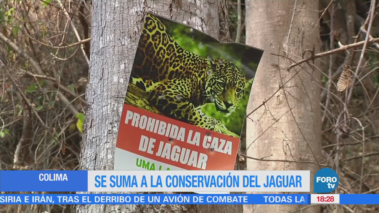 Protegerán la ruta del jaguar en Colima