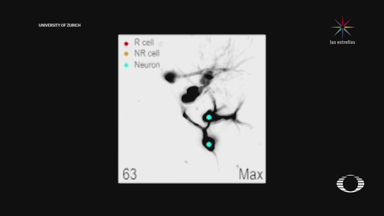 Regeneración de neuronas en ratones vivos