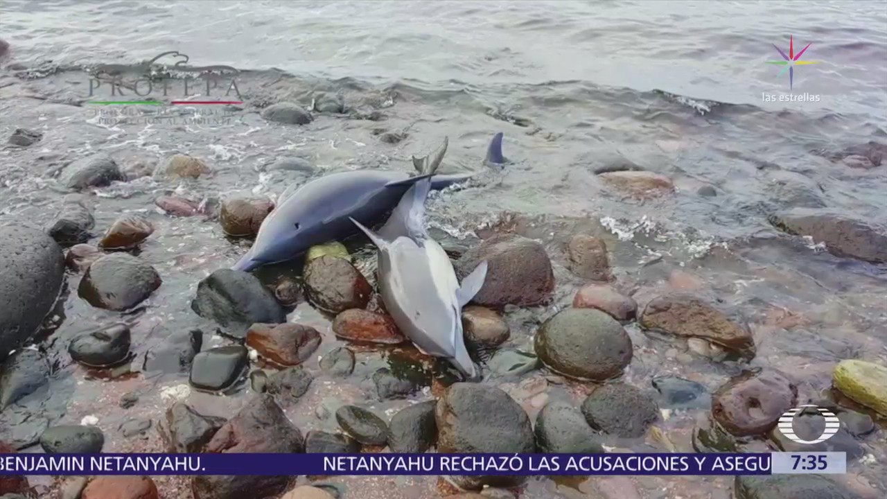 Rescatan a 33 delfines varados en La Paz, Baja California Sur