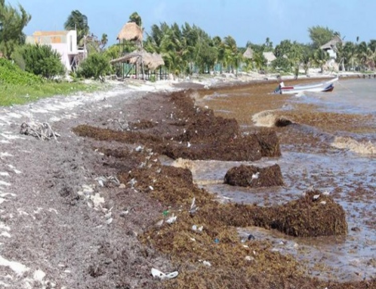 Mahahual retira más de 500 toneladas de sargazo acumulado en playas