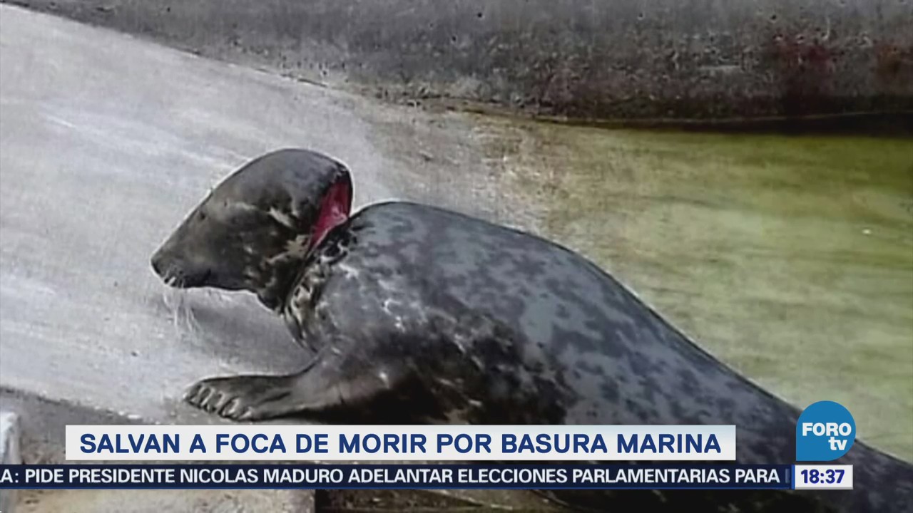 Salvan a foca de morir por basura marina