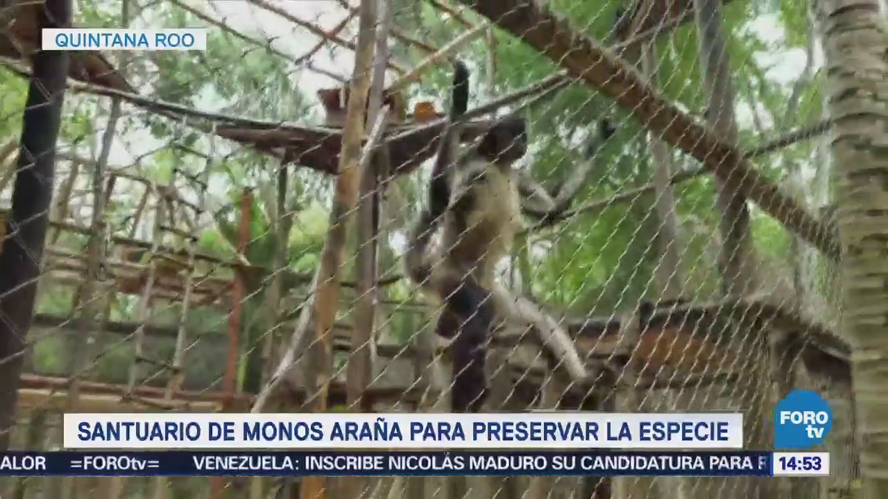 Santuario Monos Araña Quintana Roo