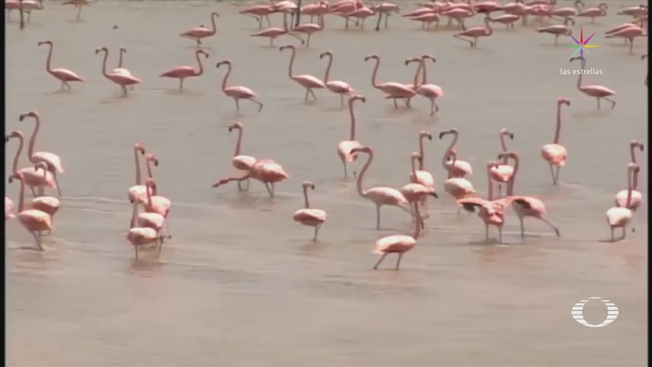 Se duplica población de flamencos rosados