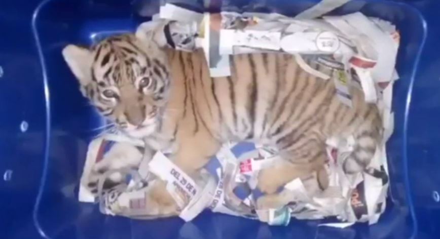 Aseguran cachorro de tigre de bengala en Jalisco; pretendían enviarlo por paquetería
