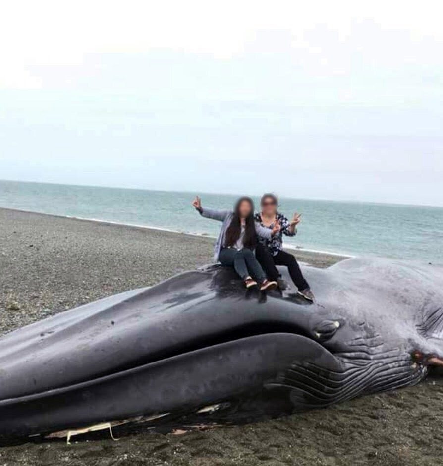 Turistas graban sus nombres sobre ballena muerta en Chile