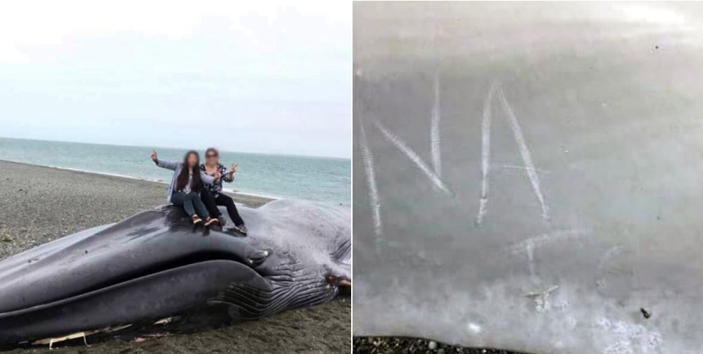 Turistas mutilan a ballena azul muerta en Chile
