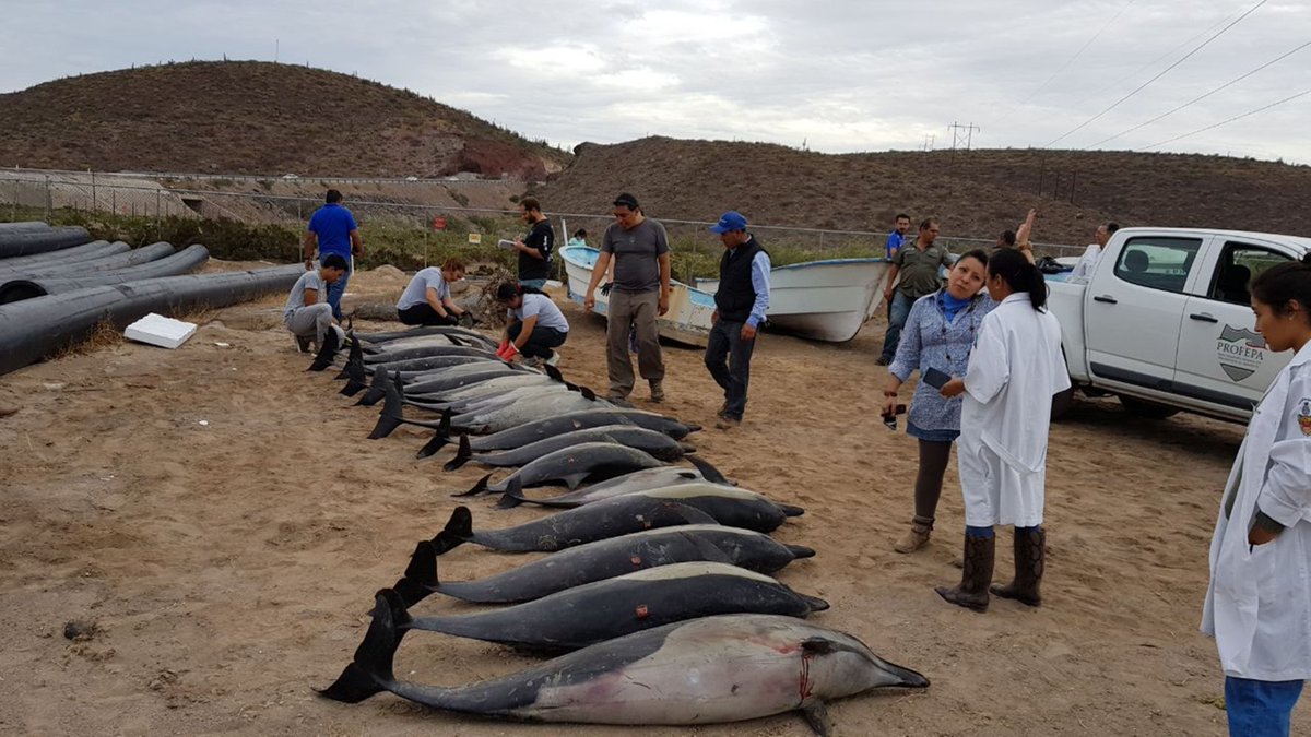 Varamiento de delfines en La Paz, Baja California Sur