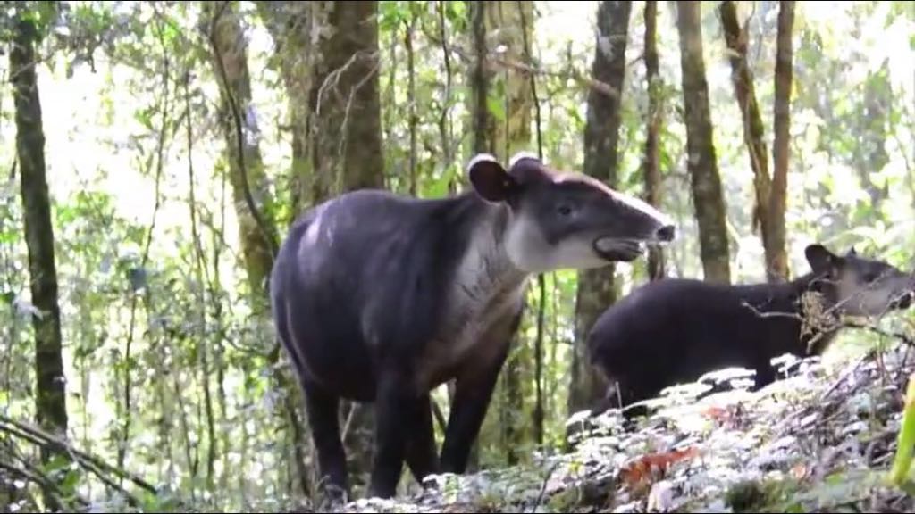 reportan avistamiento tapir su cria biosfera el triunfo chiapas