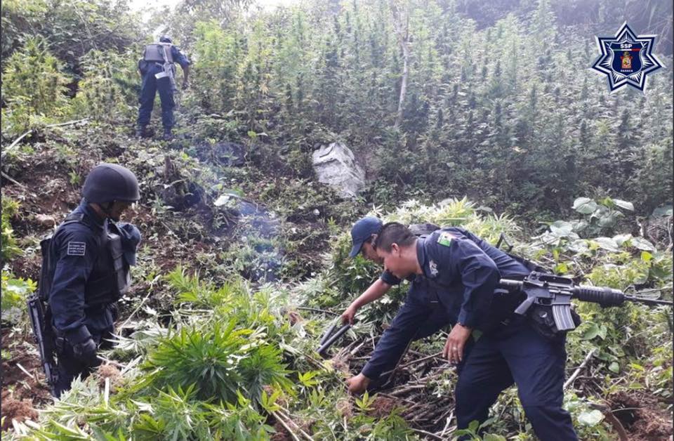 Policías estatales destruyen tres plantíos de marihuana en Oaxaca; no hay detenidos