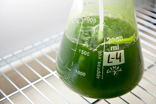 Investigadores sinaloenses desarrollan bebida antioxidante, a través de microalgas