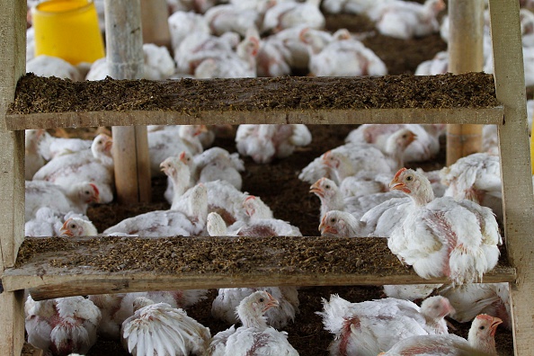 Detectan y cierran dos focos de influenza aviar en Guanajuato y Querétaro