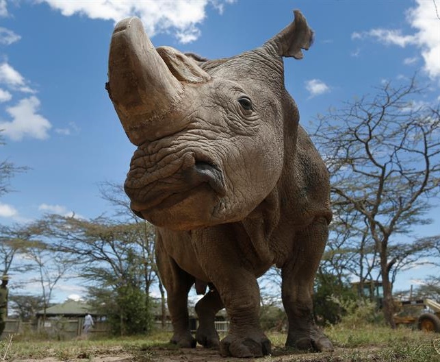 Muere 'Sudán', último rinoceronte blanco del mundo