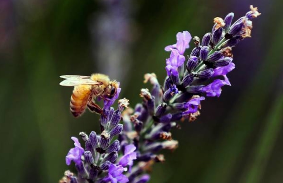 por cambio climatico y deforestacion colapsan abejas yucatan