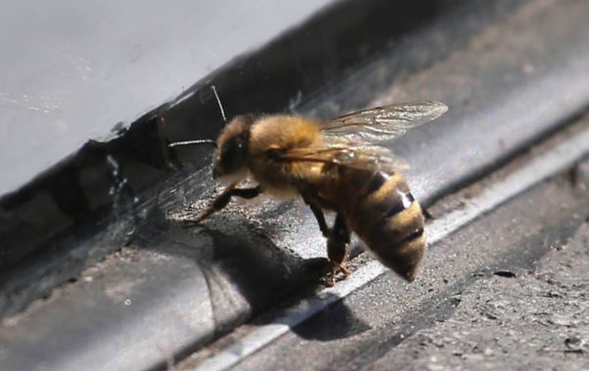 Población de abejas a nivel mundial ha disminuido 20%, revela FAO