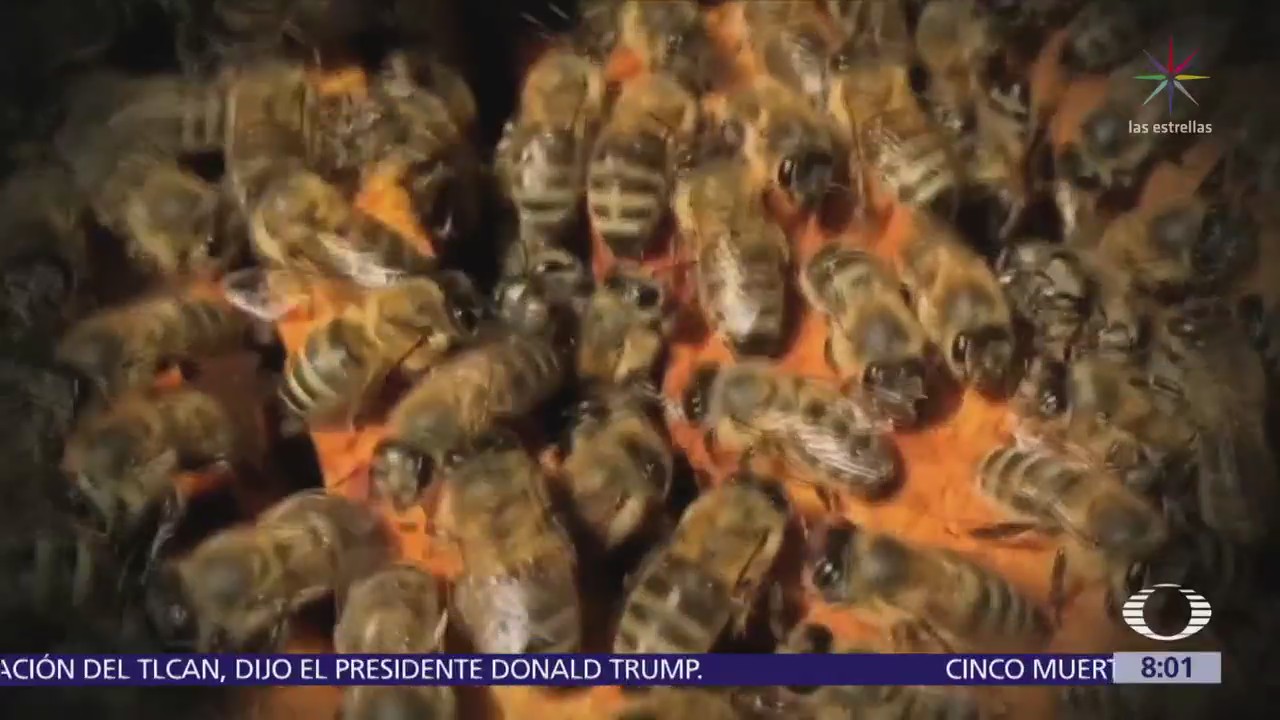 Alertan sobre disminución de la población de abejas en el mundo