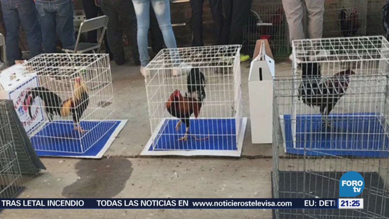 Aseguran 60 gallos de pelea y detienen a 21 personas en León,Guanajuato