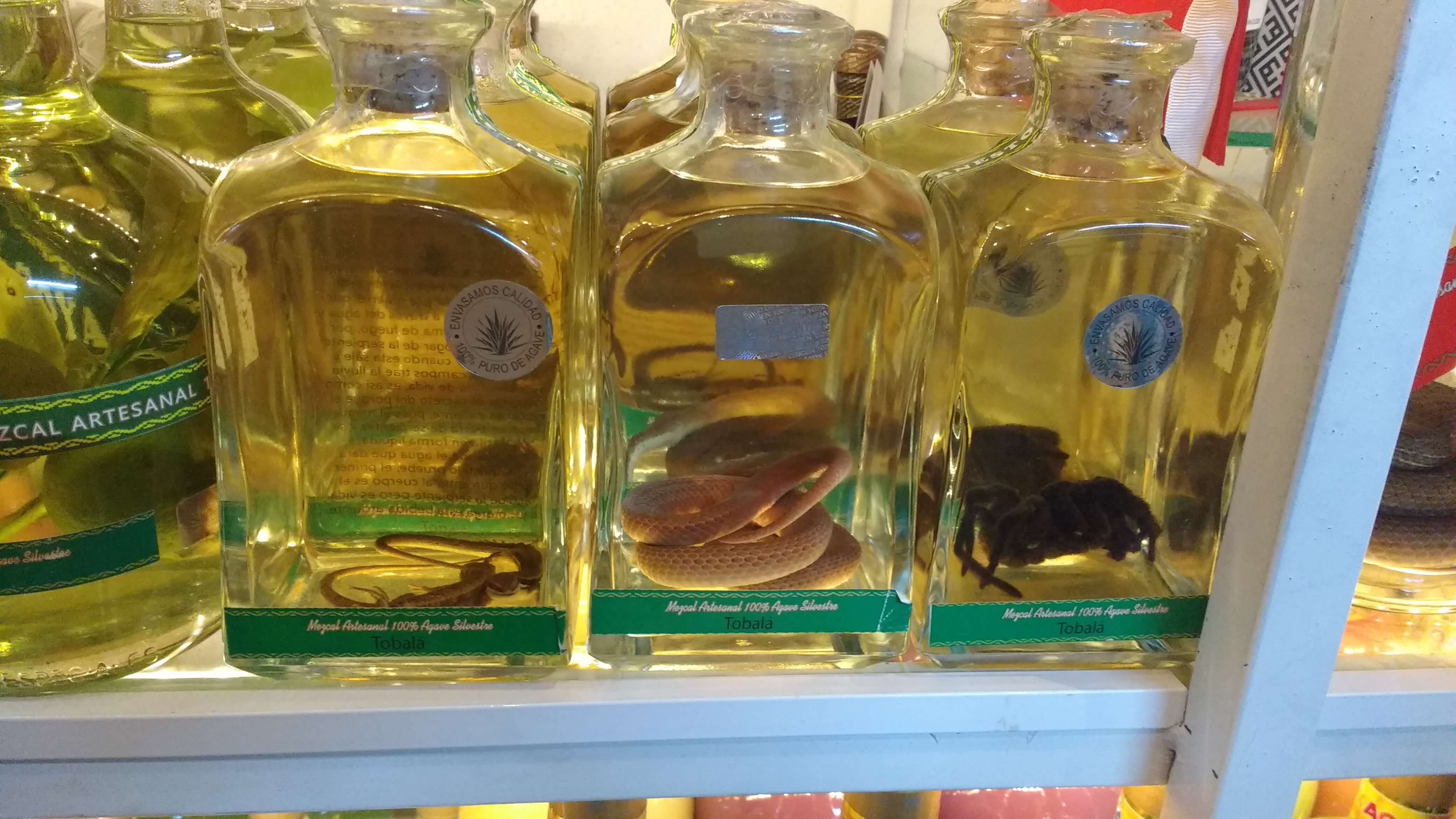 Aseguran 15 botellas de mezcal con reptiles y arácnidos en Oaxaca