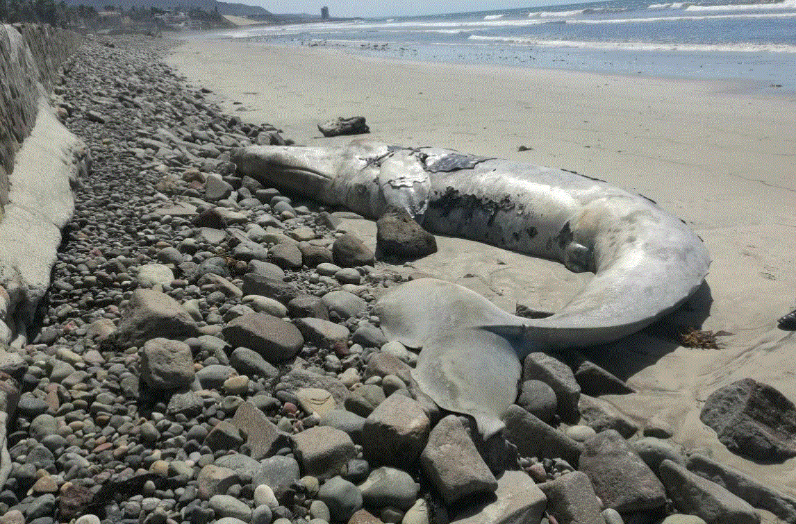 atiende varamiento de una cría de ballena gris en Baja California