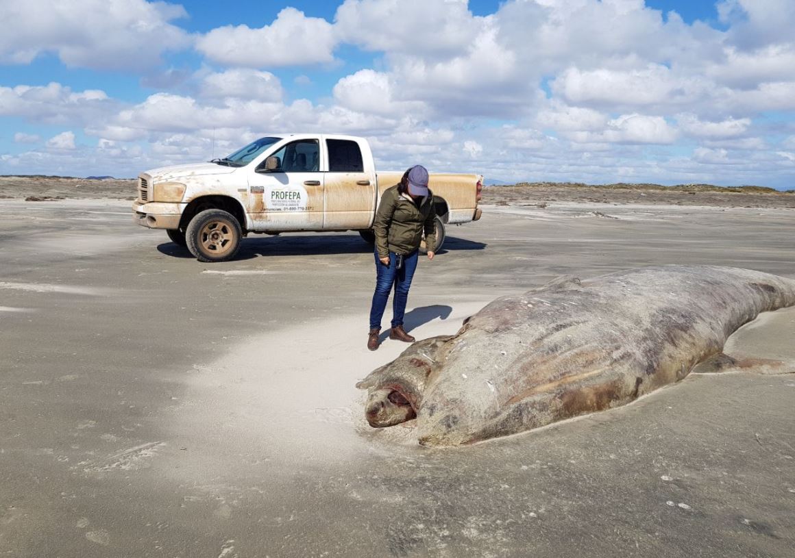 Atiende Profepa varamiento de ballena gris muerta en playas de Ensenada