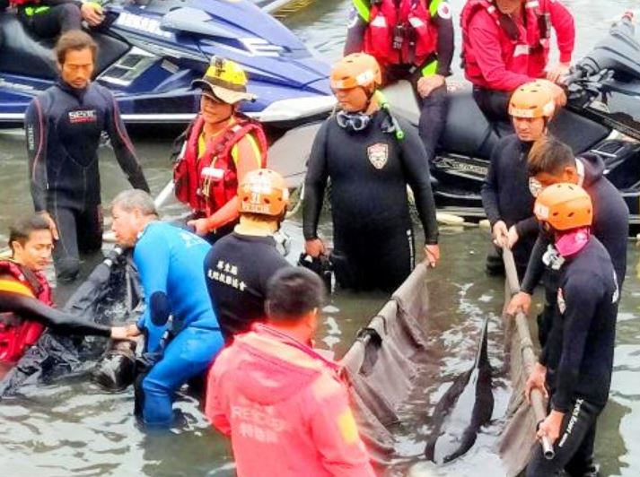 Ballenas pigmeas mueren al encallar en Taiwán llenas de bolsas de plástico