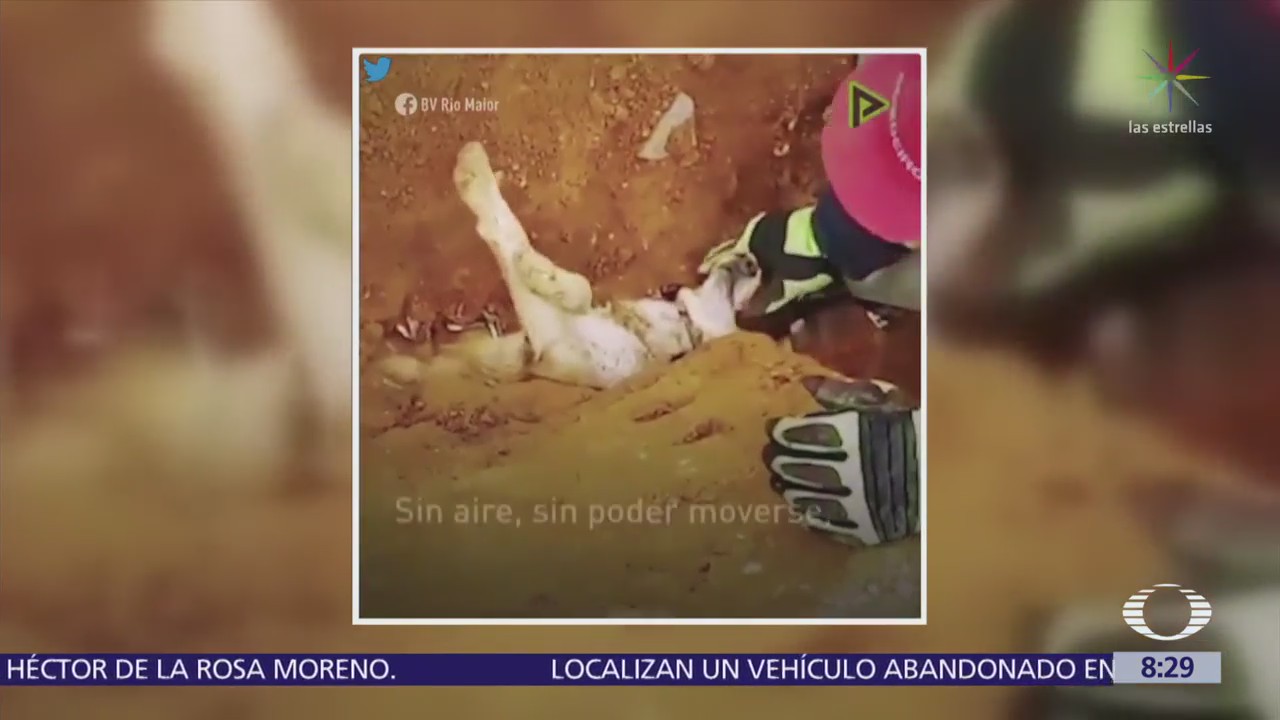 Bomberos rescatan a perro de una tubería en Portugal