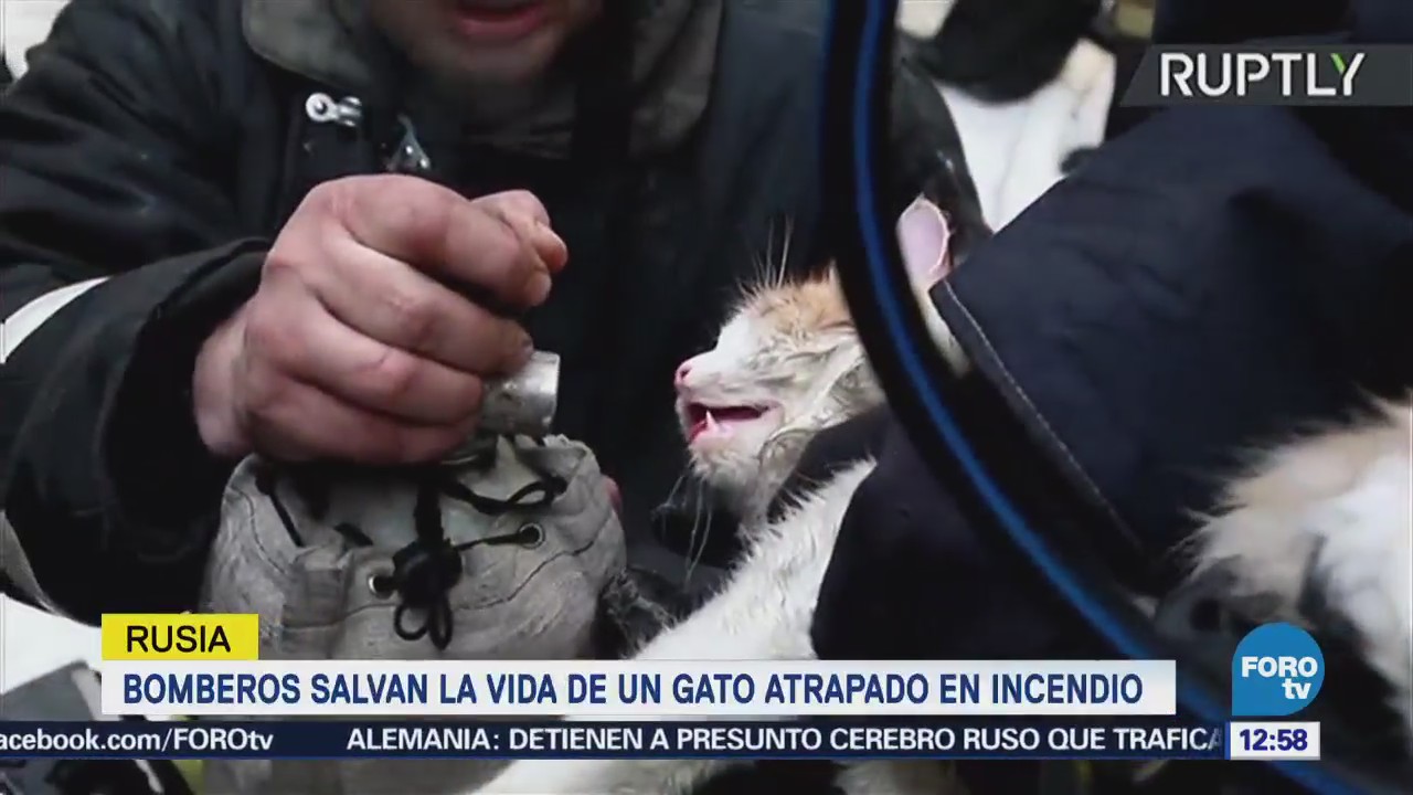 Bomberos rusos salvan la vida de un gato atrapado en incendio