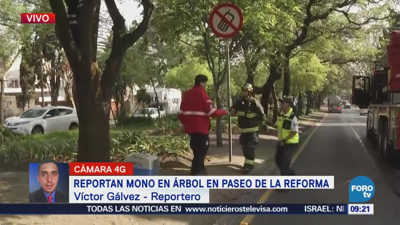 Brigadista animal intenta rescatar mono en Paseo de la Reforma, CDMX
