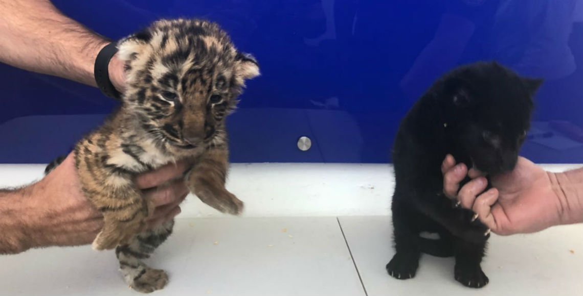 Policía Federal asegura cachorros de tigre y jaguar en aeropuerto de Tijuana
