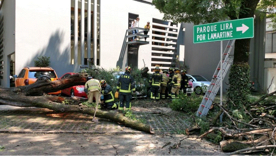 Cae árbol sobre vehículos en la colonia Polanco, CDMX
