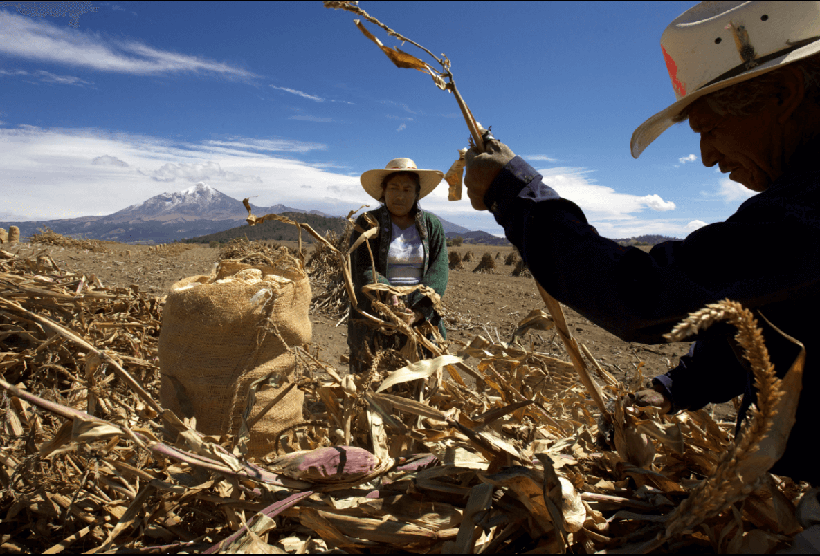 Trabajadores del campo en México. (AP, archivo)
