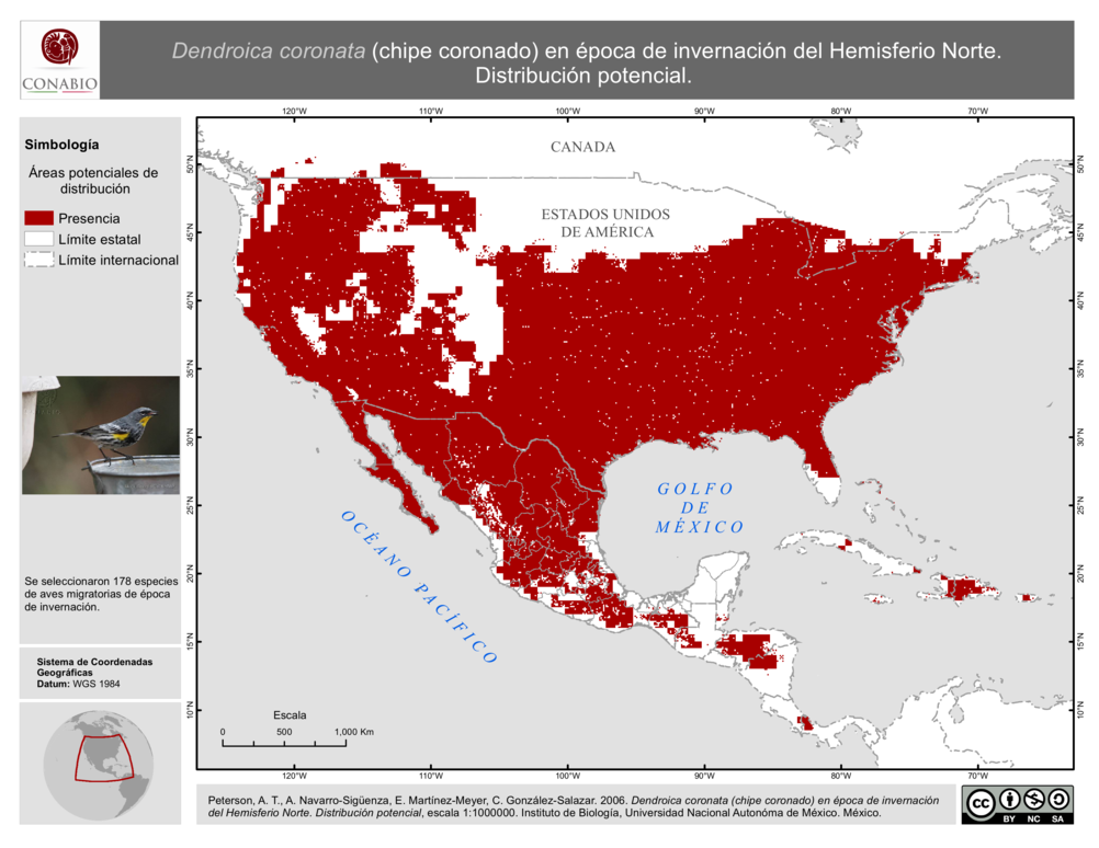 chipe-coronado-aves-mexico-migracion-migratorias-mapa