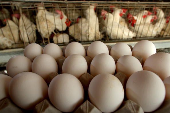 Cofece detecta prácticas monopólicas en mercado de huevo