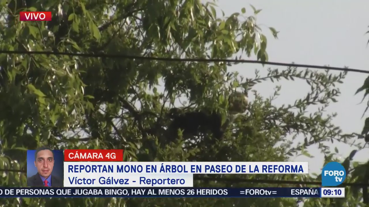 Continúan labores para rescatar mono en Paseo de la Reforma, CDMX