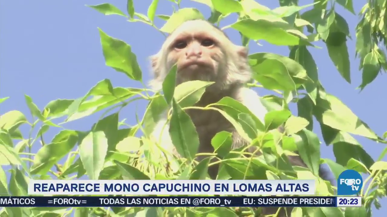 Continúan trabajos para capturar mono capuchino en la CDMX