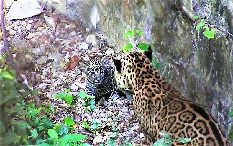 Nace cría de jaguar en zoológico de Tuxtla Gutiérrez, Chiapas