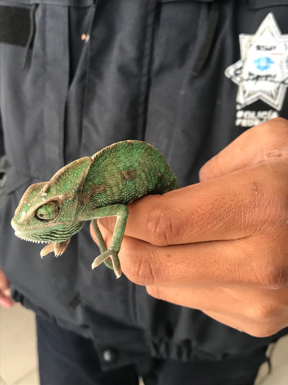 Decomisan reptiles vivos en recipientes de plástico, en San Luis Potosí