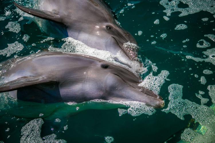 delfines-ixtapa-zihuatanejo-vacaciones