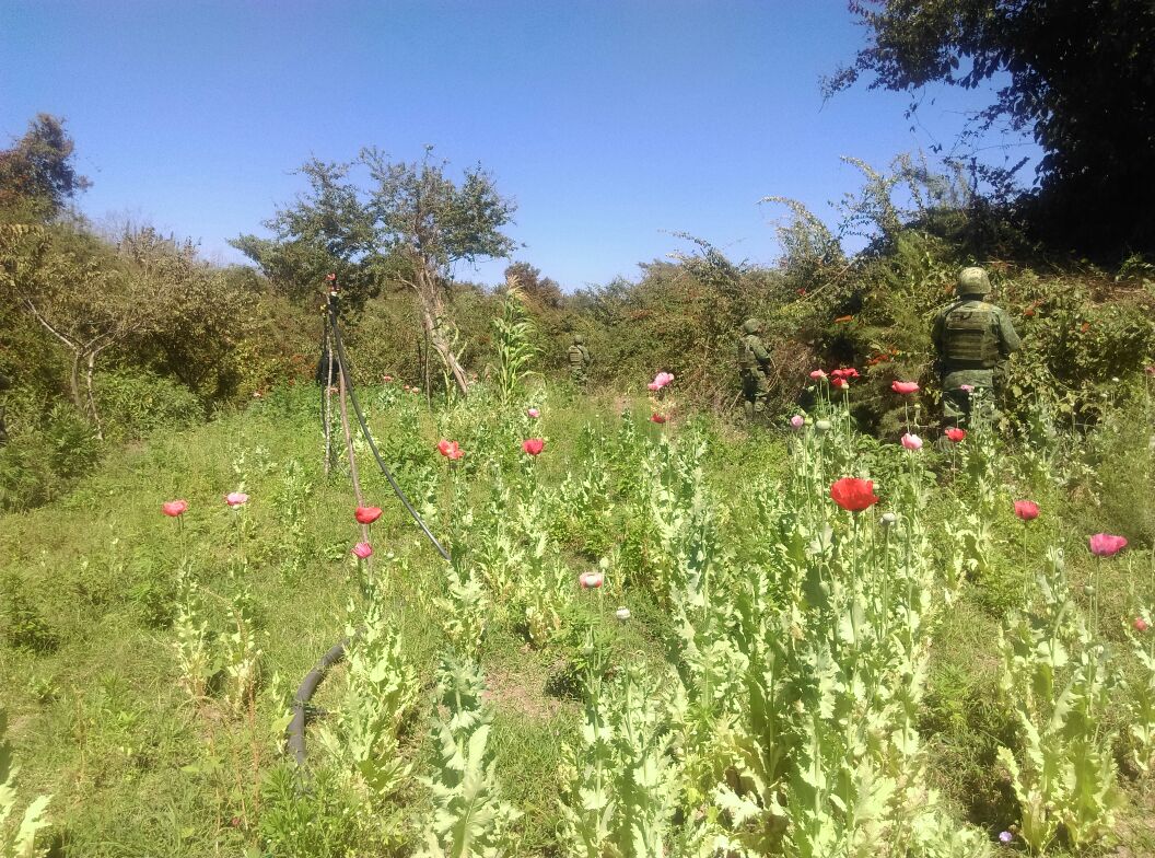 Destruyen tres hectáreas de plantíos de amapola y marihuana en Sinaloa