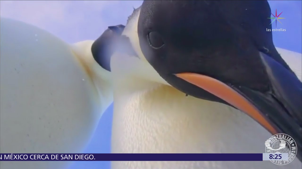 Dos pingüinos se toman una selfie