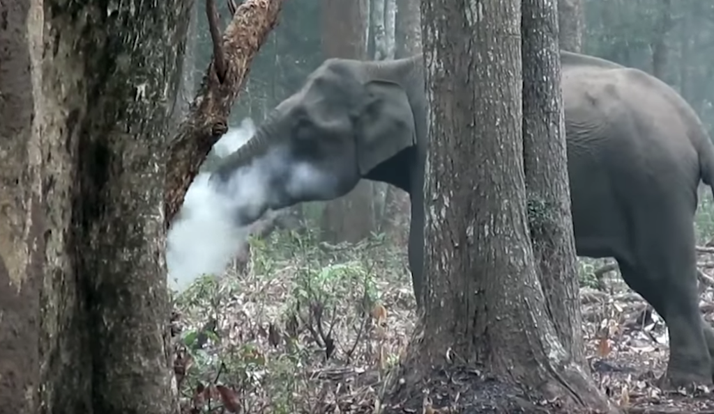 Exhala-Humo-Video-Viral-Elefante-India