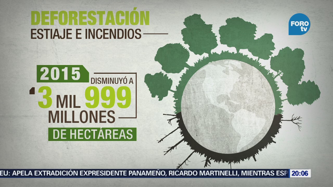 En el presente siglo se redujo 50 la deforestación: FAO