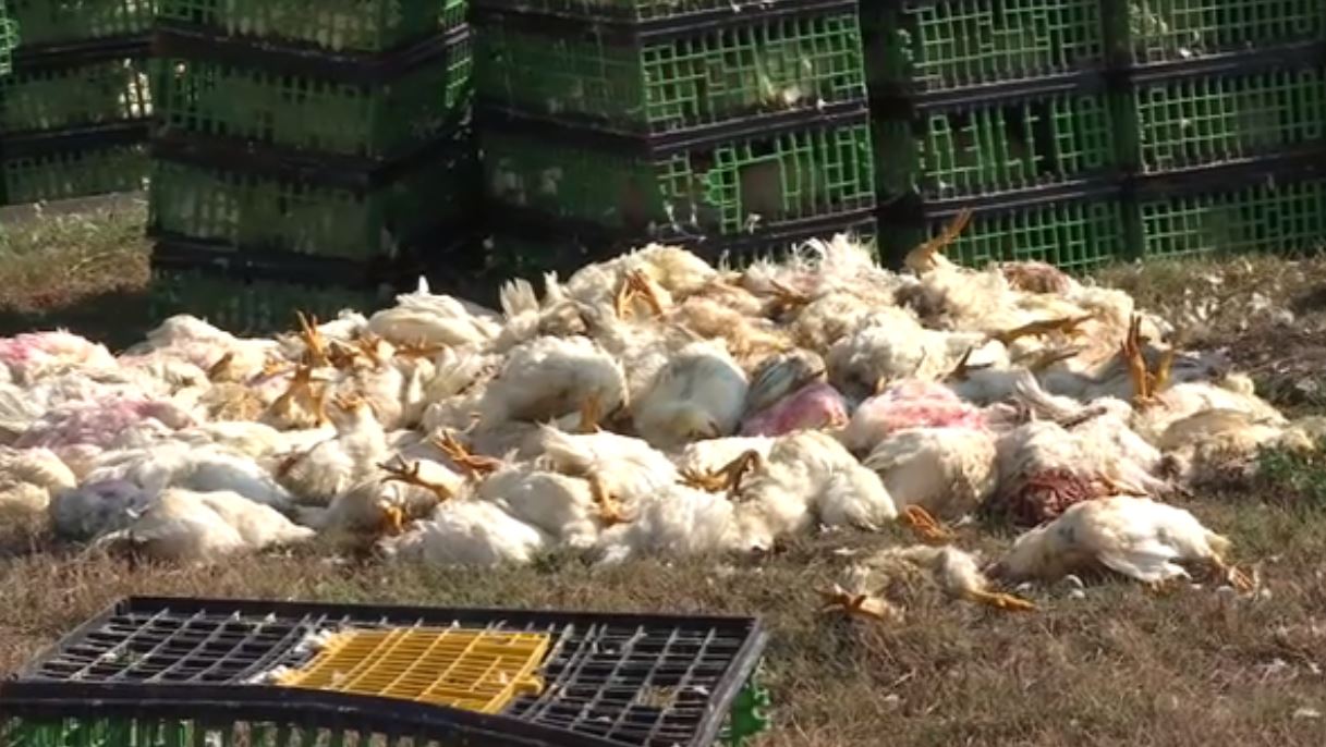 Volcadura de tractocamión deja 150 gallinas muertas en Ecatepec