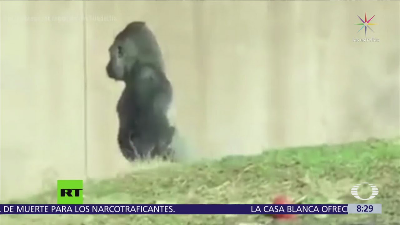 Gorila sorprende a cuidadores por su forma de caminar