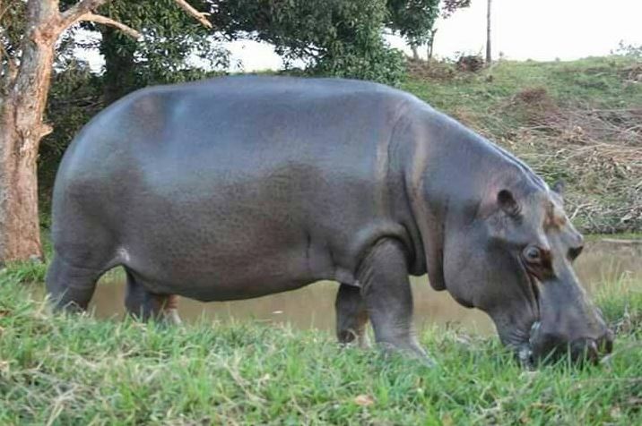 profepa hipopotamo tyson veracruz interaccion agresivo