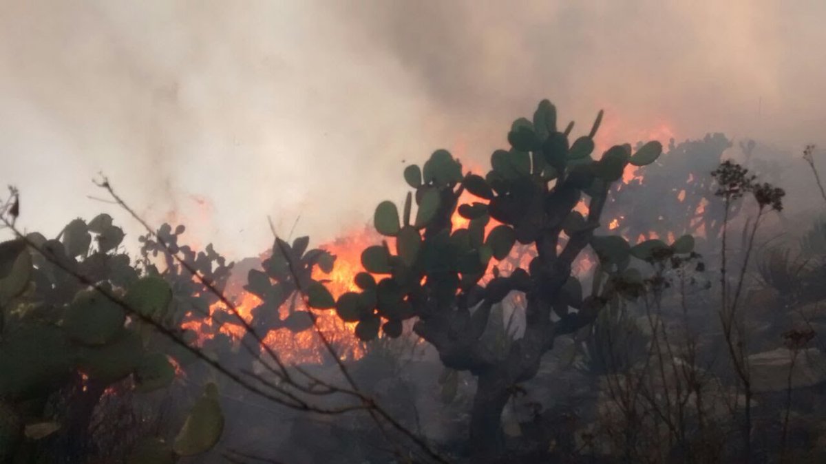 incendio forestal consume alrededor 140 hectareas pastizales slp